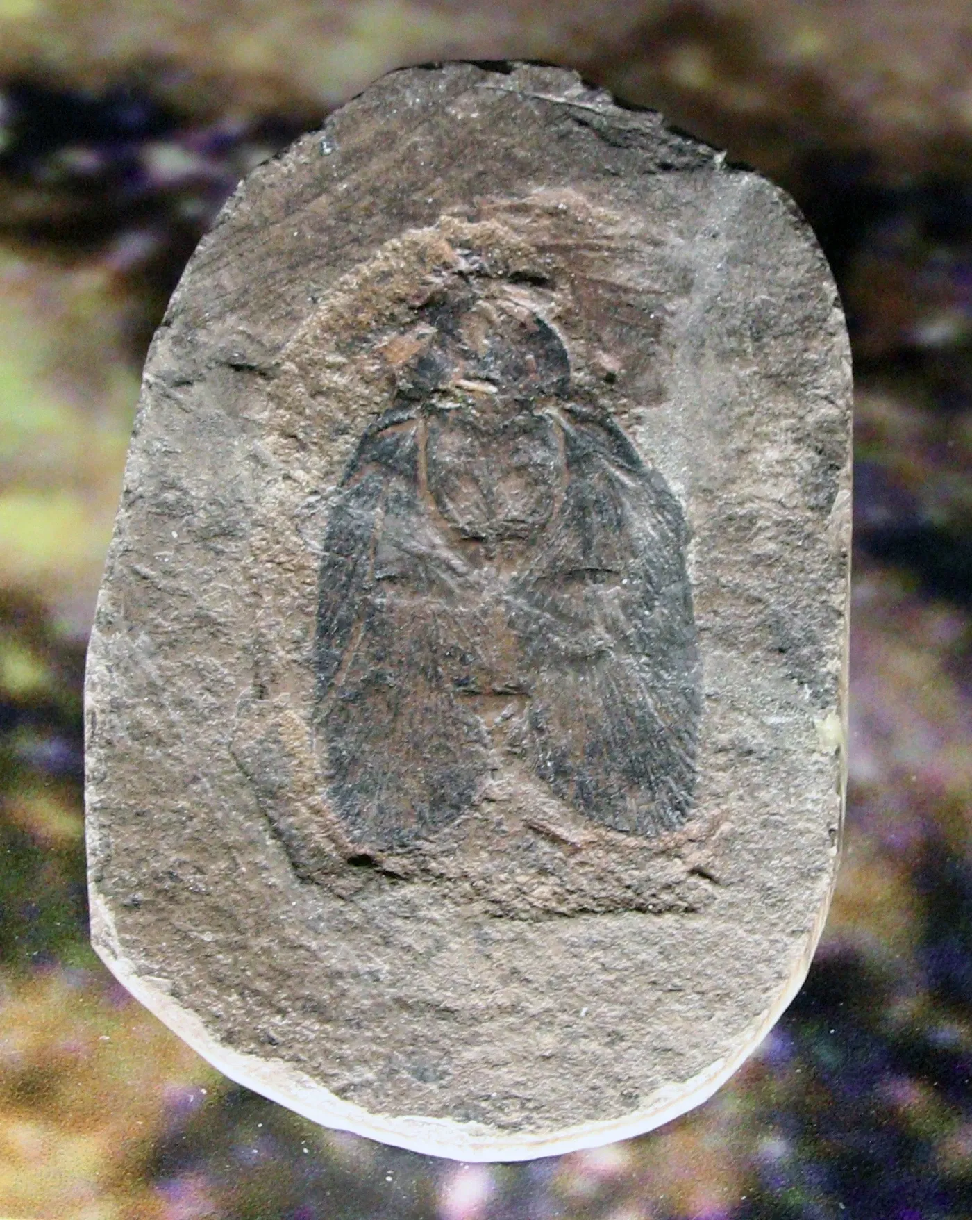 Muséum d'Histoire Naturelle