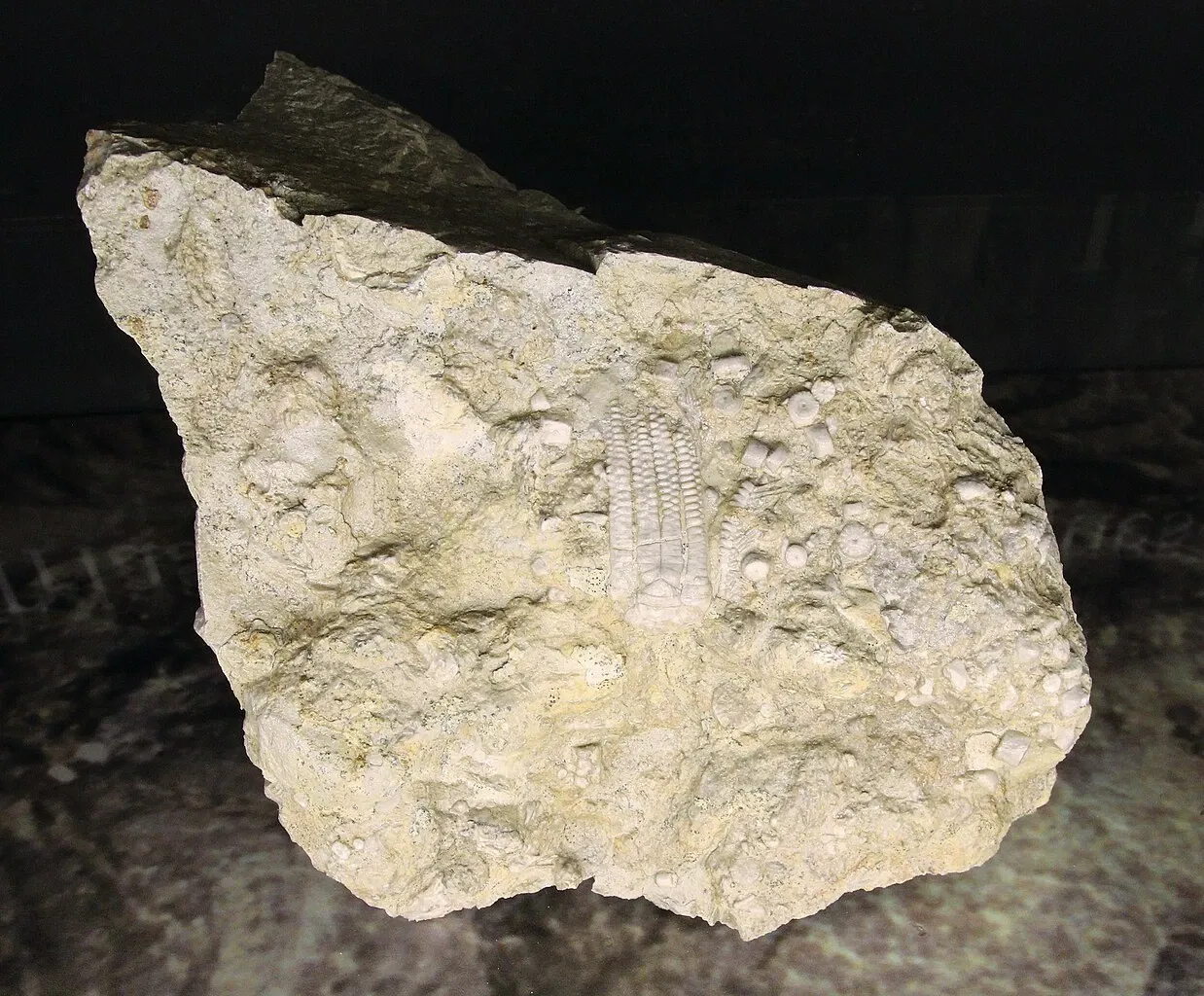 Natural History Museum