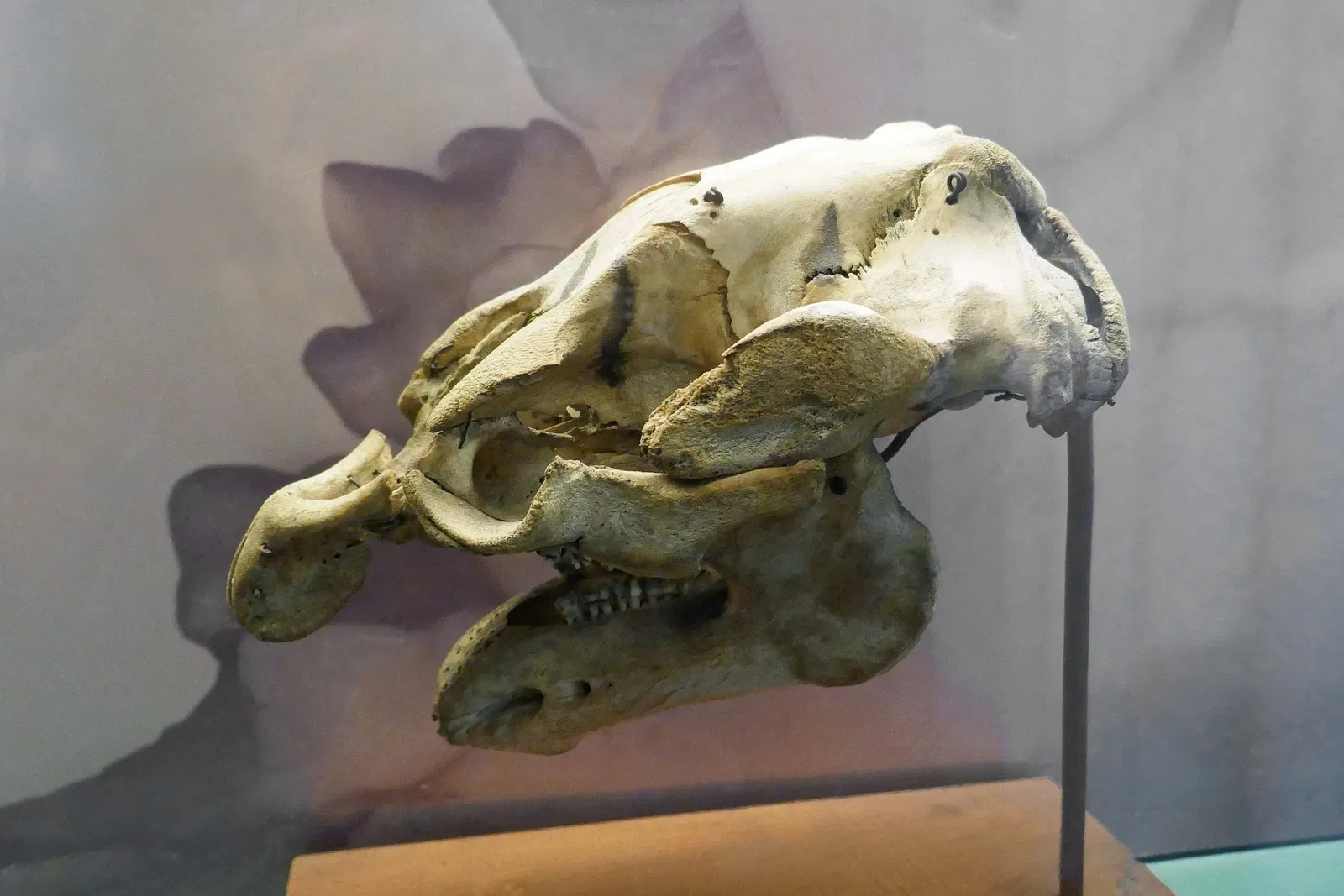 Natural History Museum