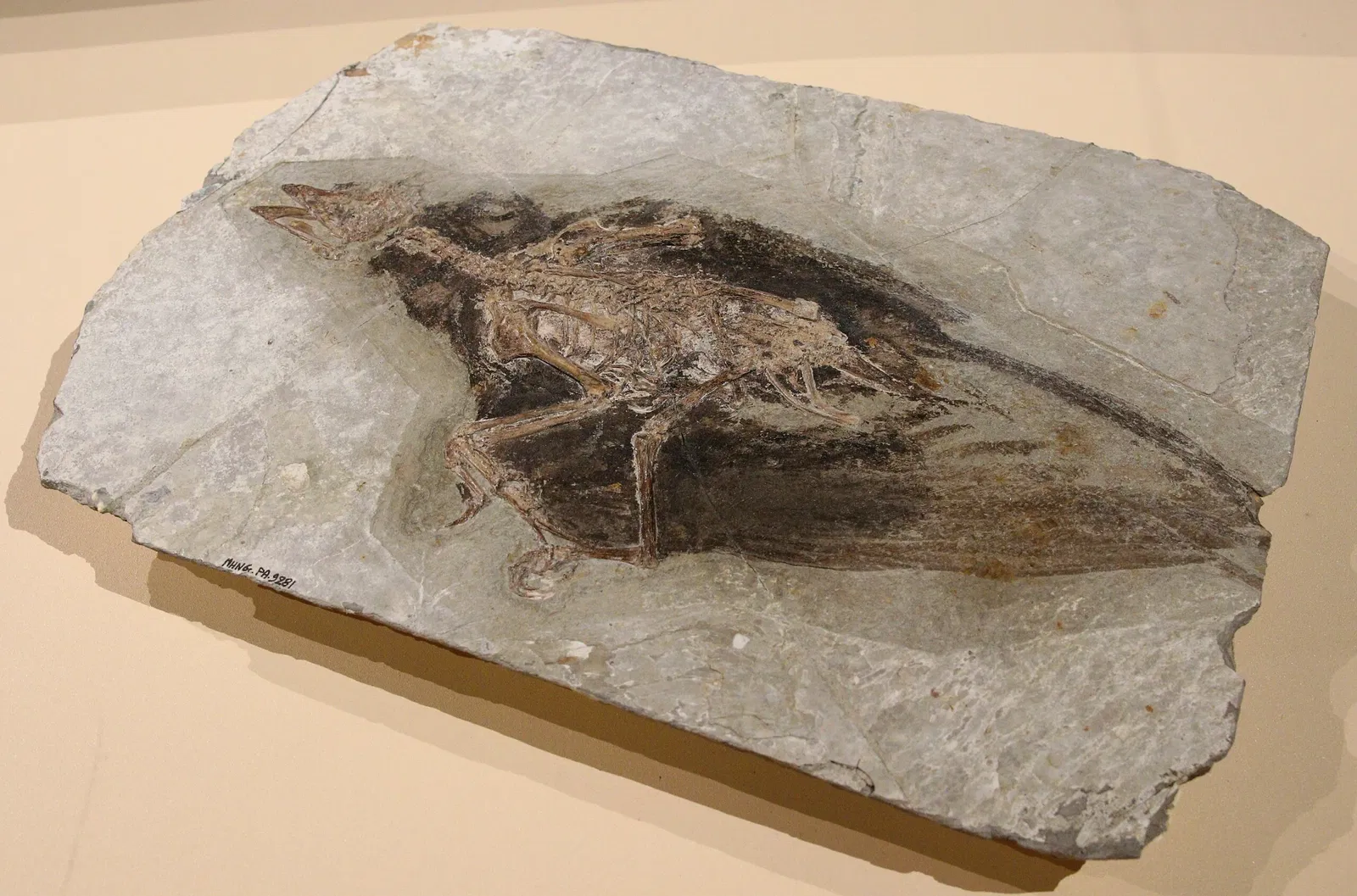 Muséum d'Histoire Naturelle