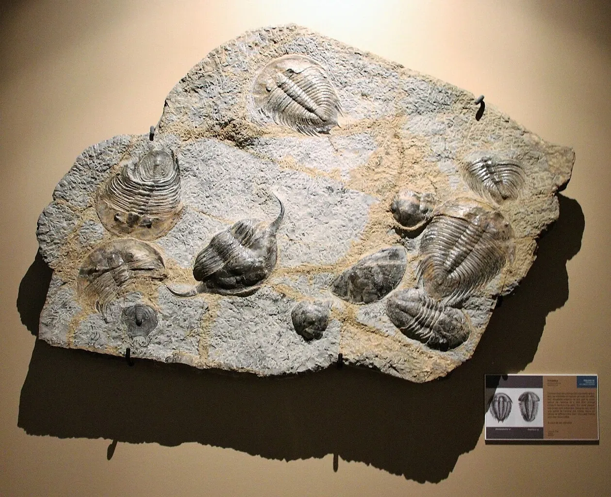 Muséum d'Histoire Naturelle