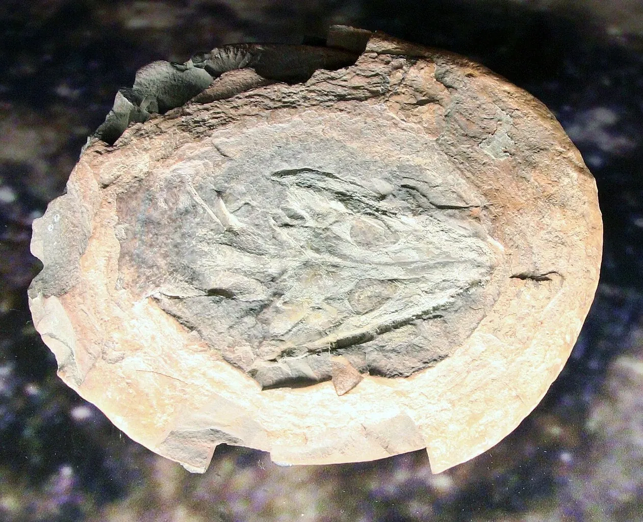 Natural History Museum