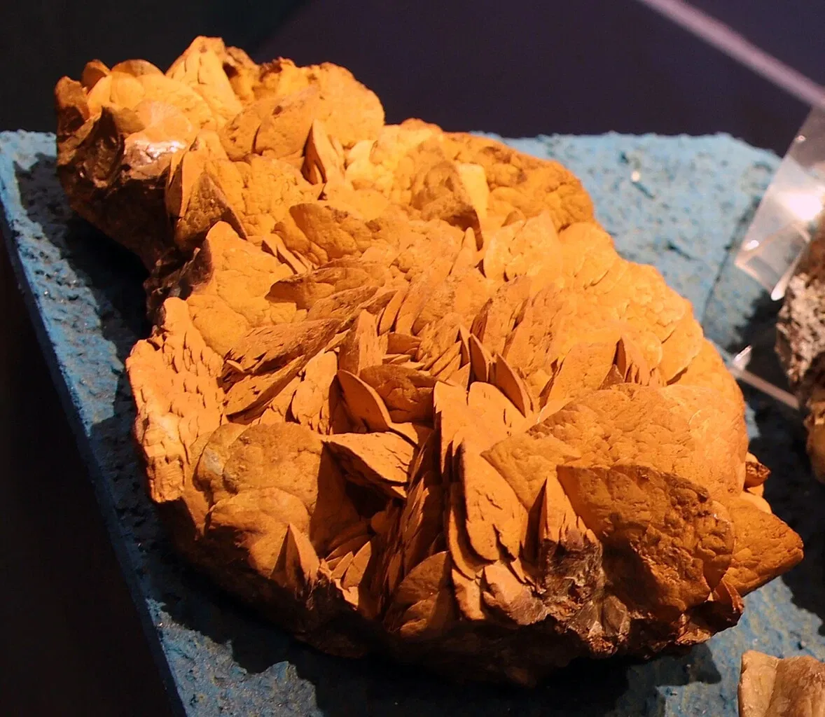 Muséum d'Histoire Naturelle