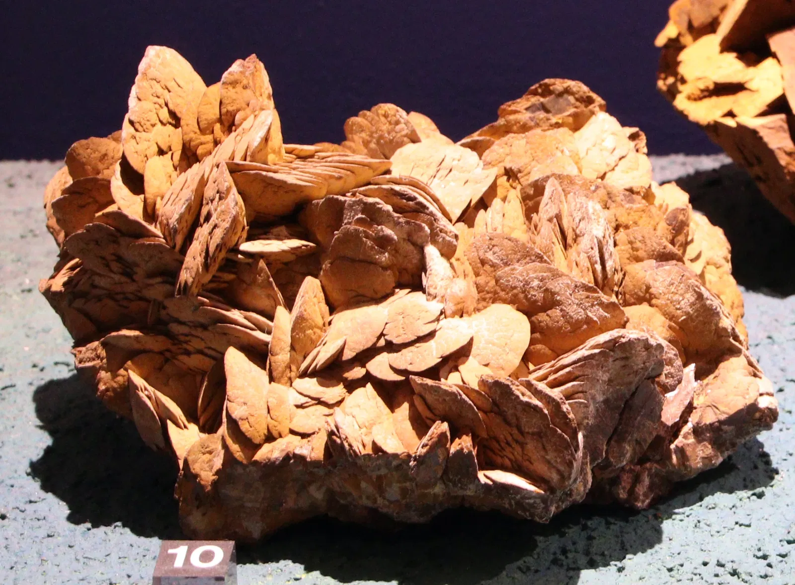 Muséum d'Histoire Naturelle