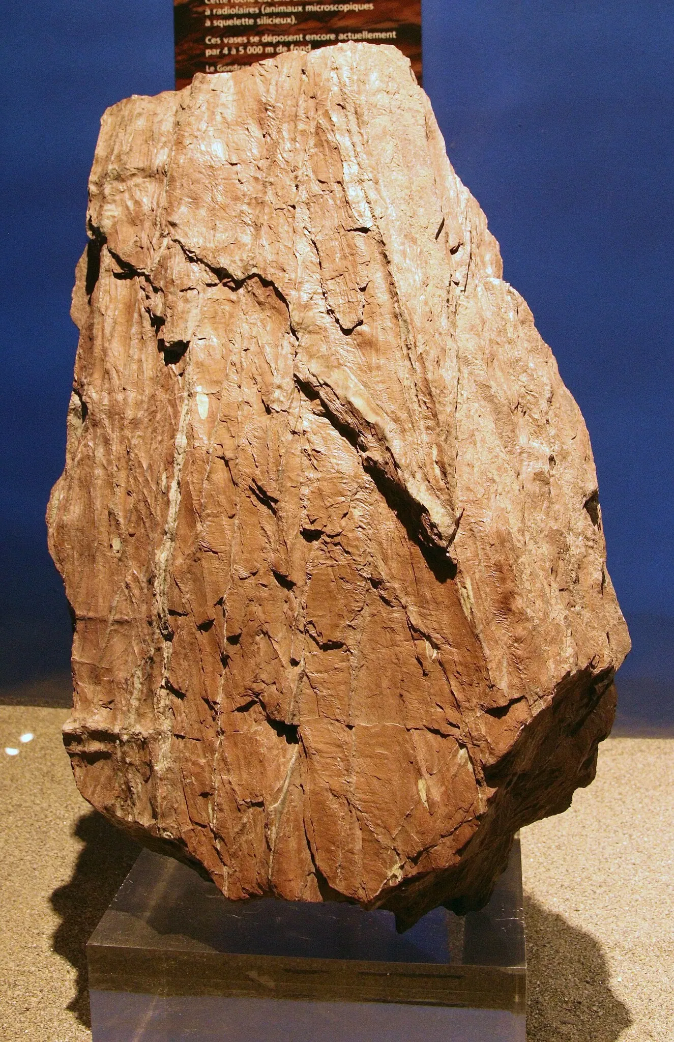 Muséum d'Histoire Naturelle