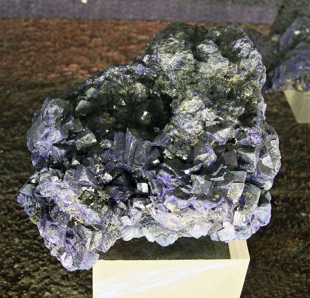 Muséum d'Histoire Naturelle