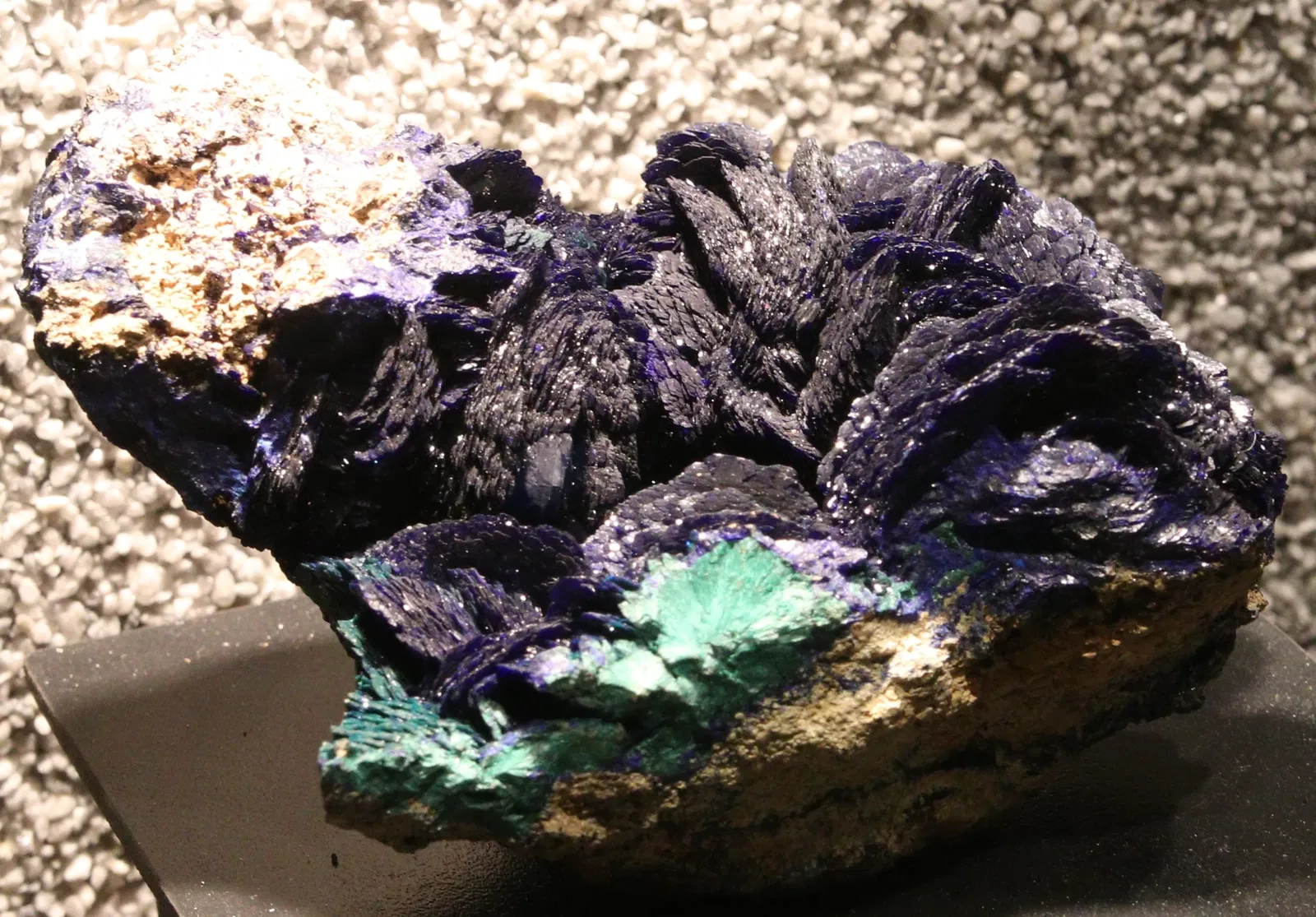 Muséum d'Histoire Naturelle