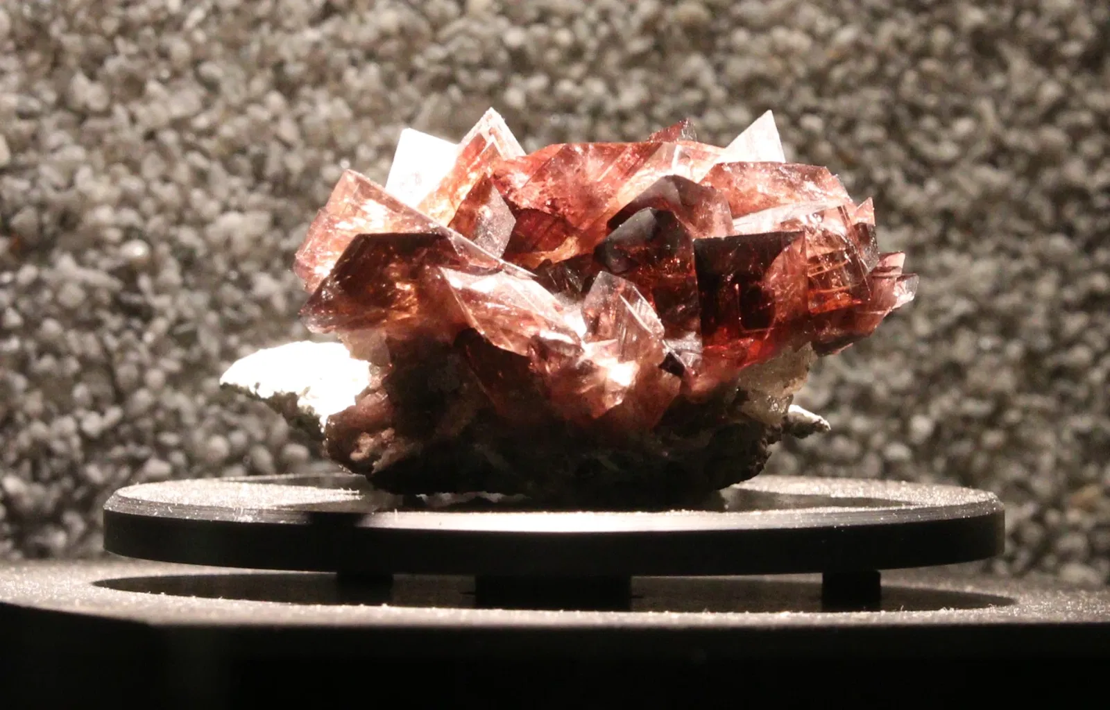 Muséum d'Histoire Naturelle