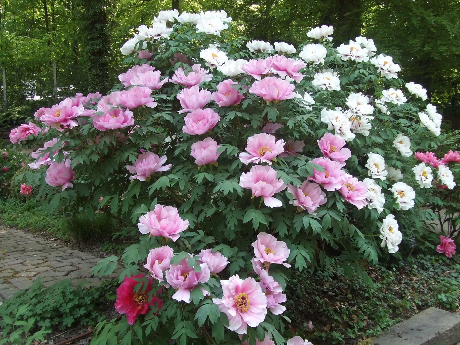 Parque zoológico y botánico de Mulhouse