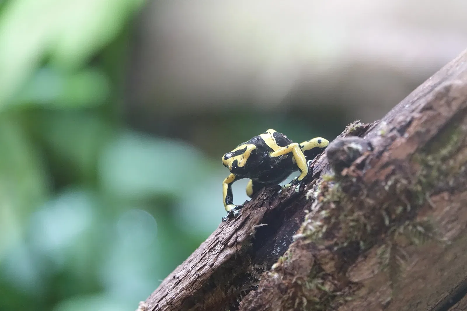 Mulhouse Zoological and Botanical Park