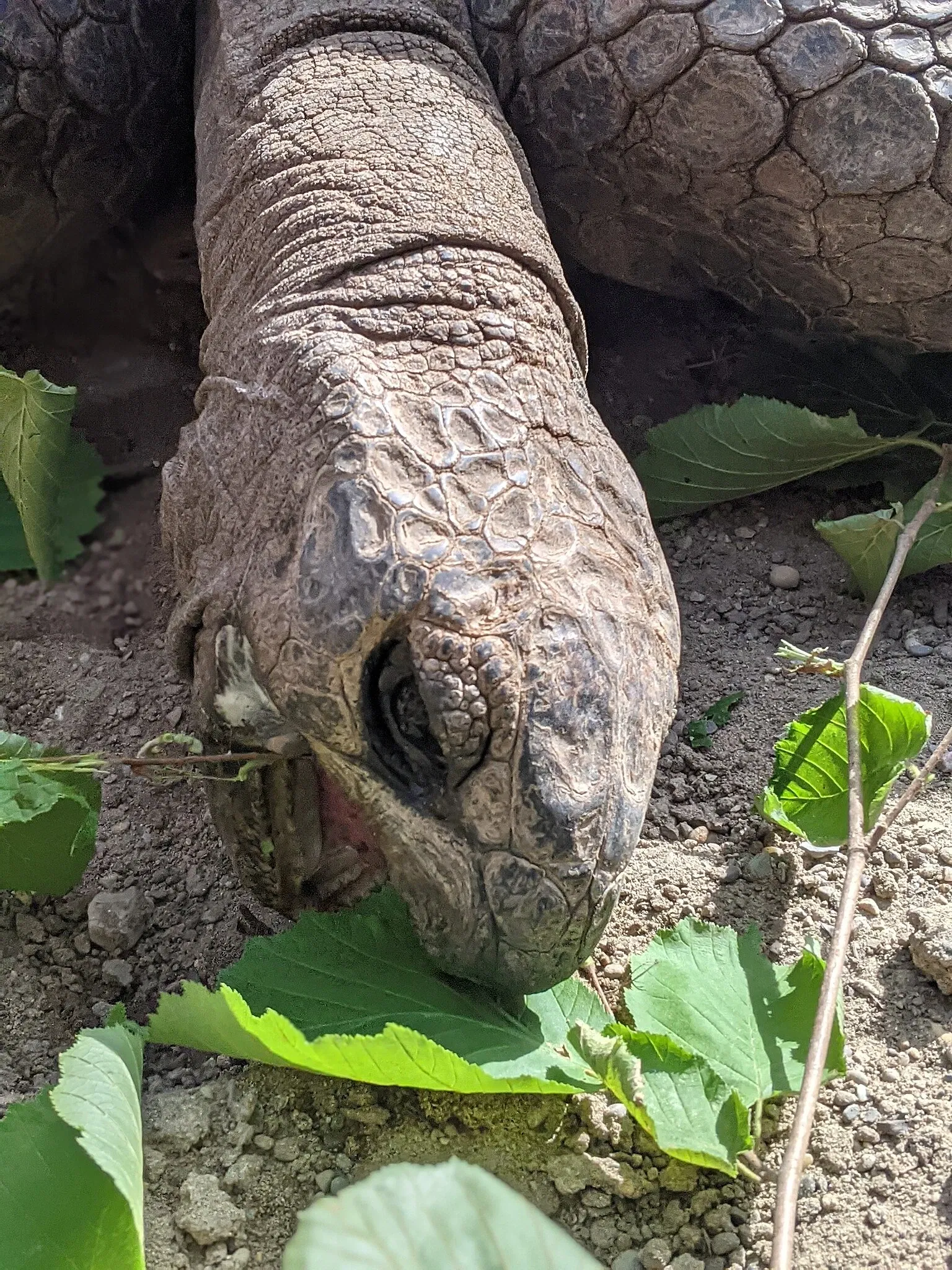 Parc Zoologique et Botanique de Mulhouse