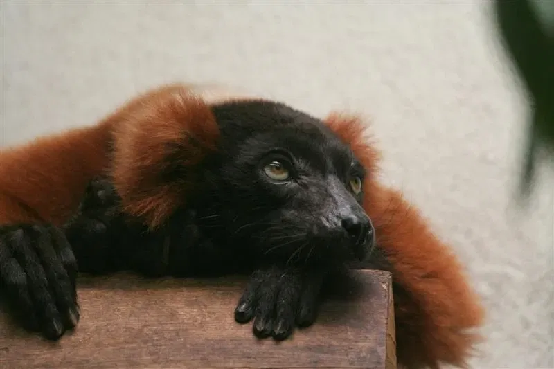 Parc Zoologique et Botanique de Mulhouse