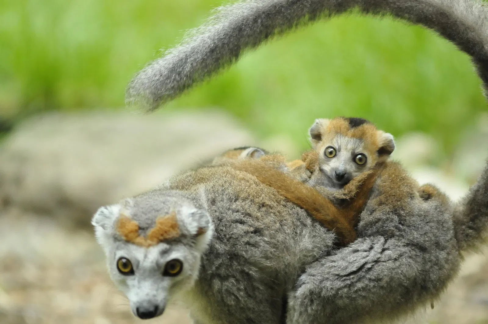 Parc Zoologique et Botanique de Mulhouse