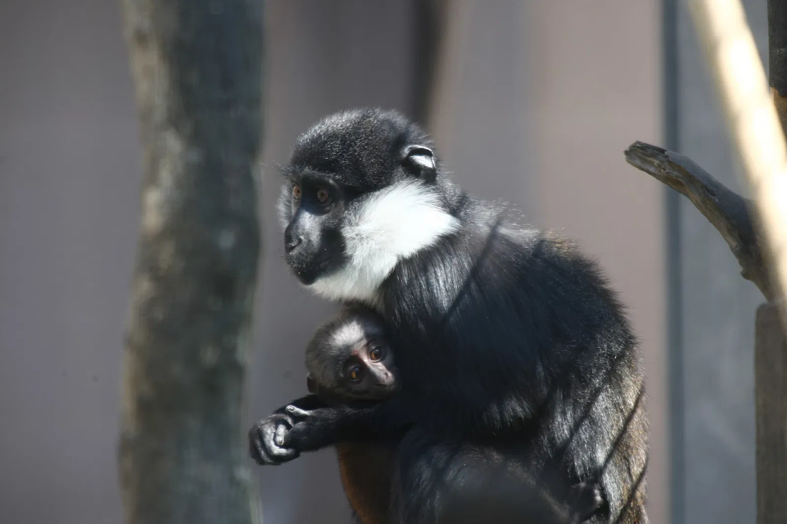 Parque zoológico y botánico de Mulhouse