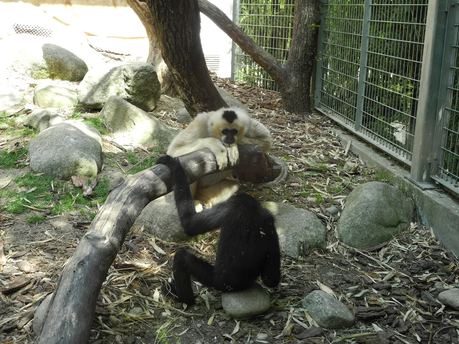 Parque zoológico y botánico de Mulhouse