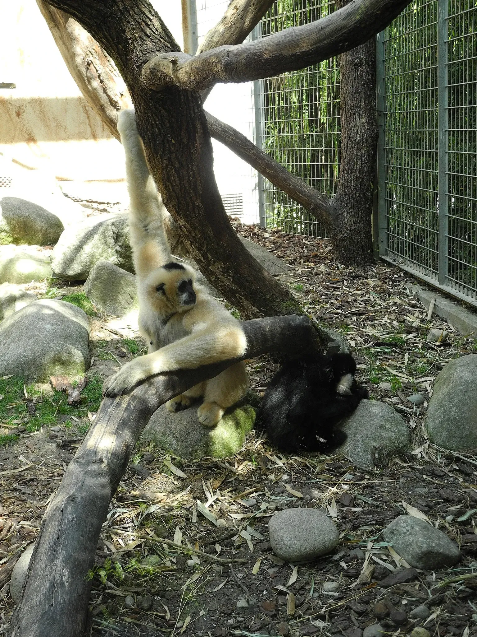 Parc Zoologique et Botanique de Mulhouse
