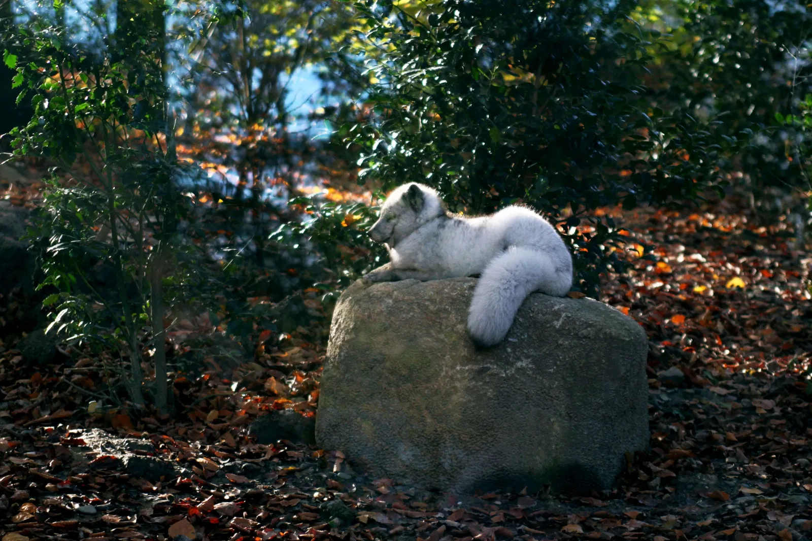 Parque zoológico y botánico de Mulhouse