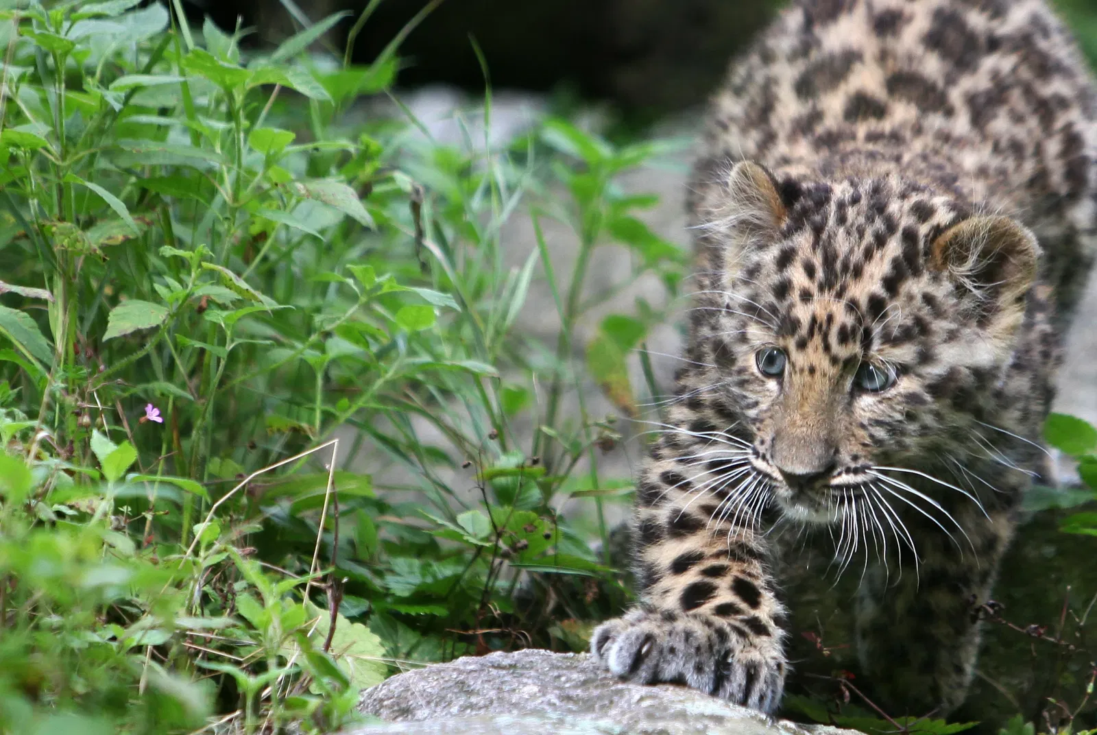 Mulhouse Zoological and Botanical Park