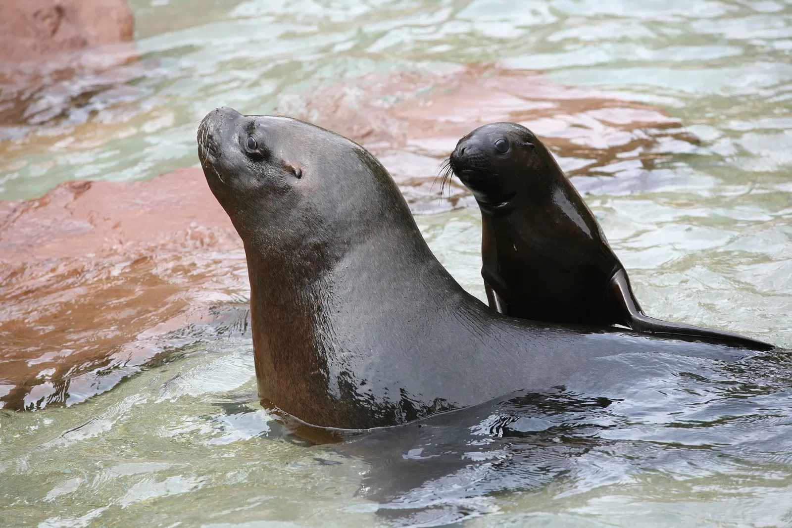 Parc Zoologique et Botanique de Mulhouse