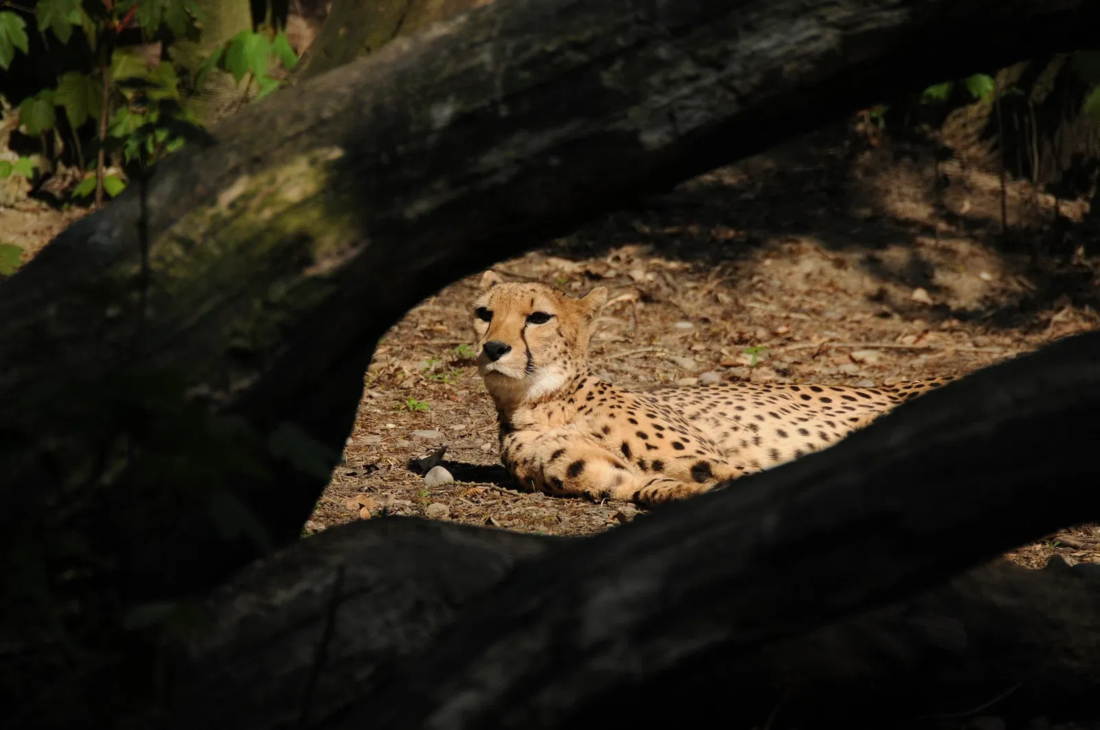Parque zoológico y botánico de Mulhouse