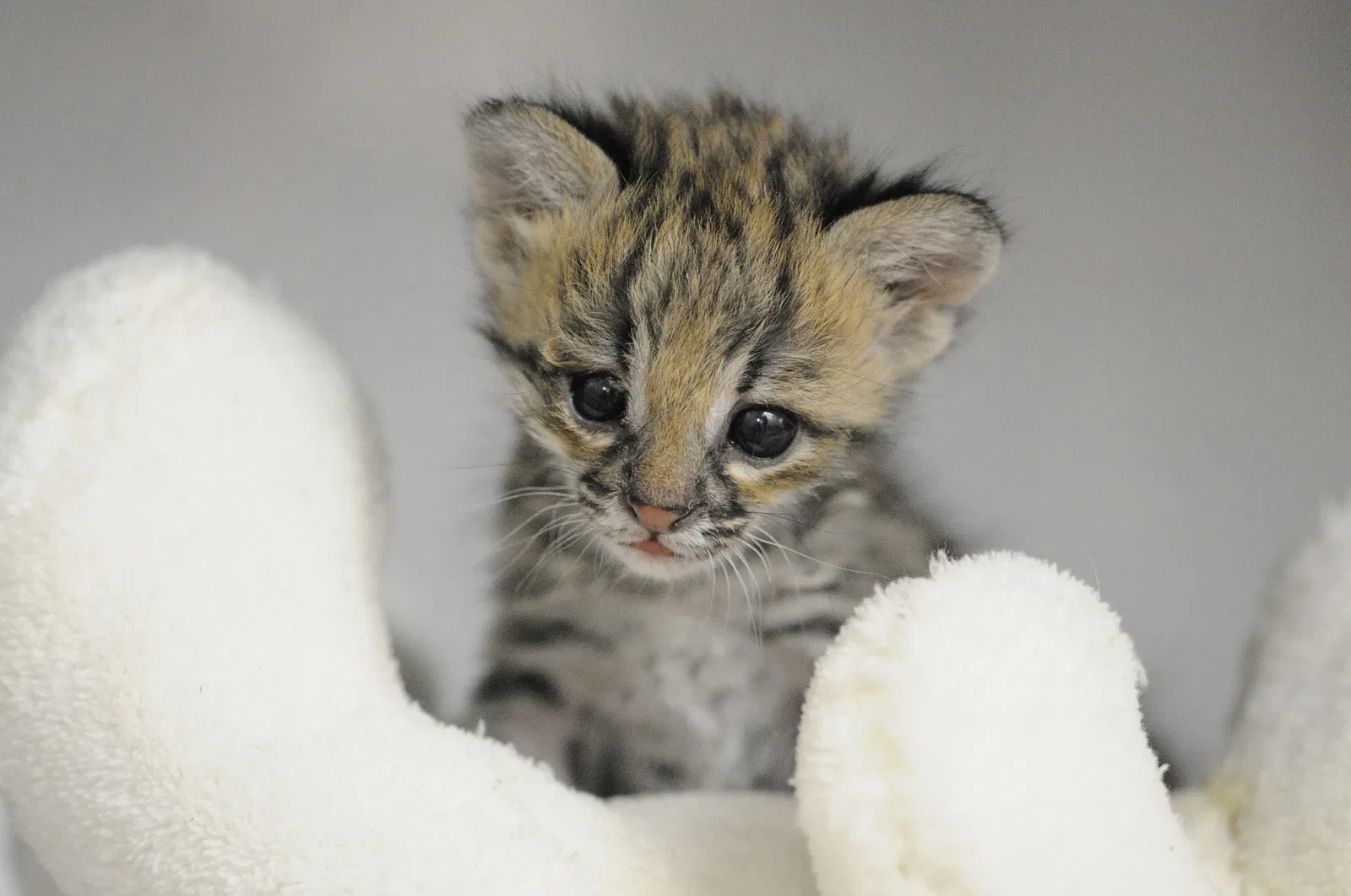Parc Zoologique et Botanique de Mulhouse
