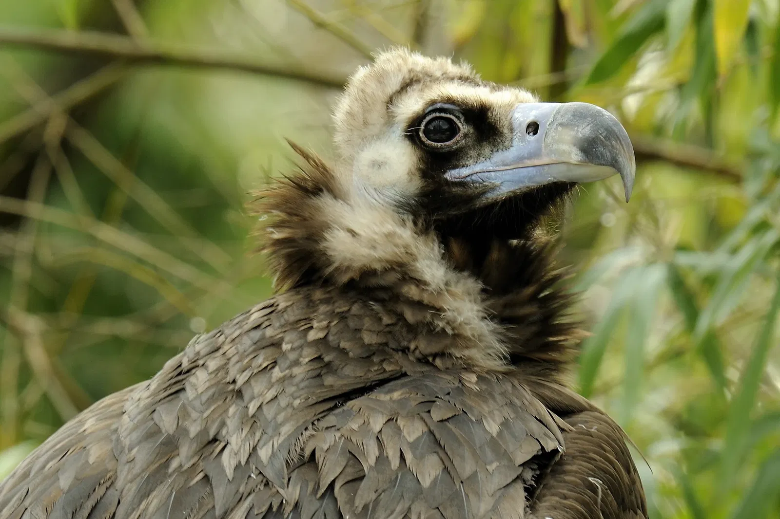 Mulhouse Zoological and Botanical Park