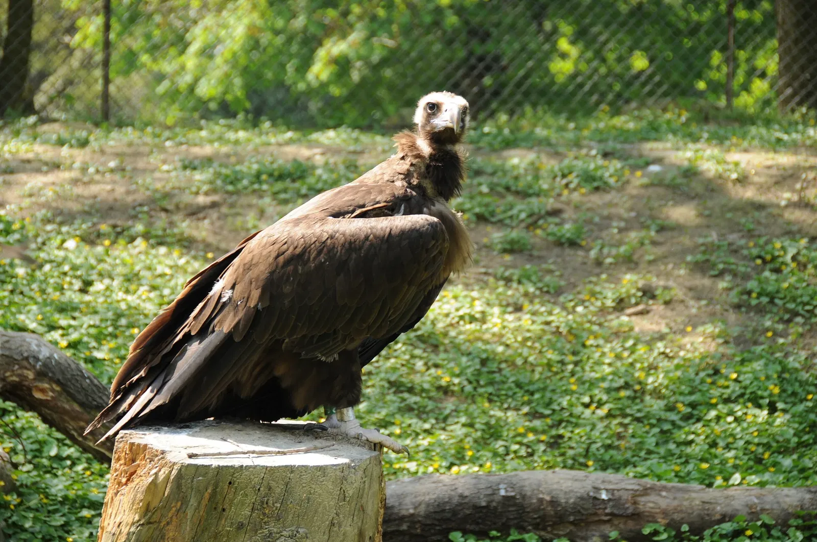 Parc Zoologique et Botanique de Mulhouse