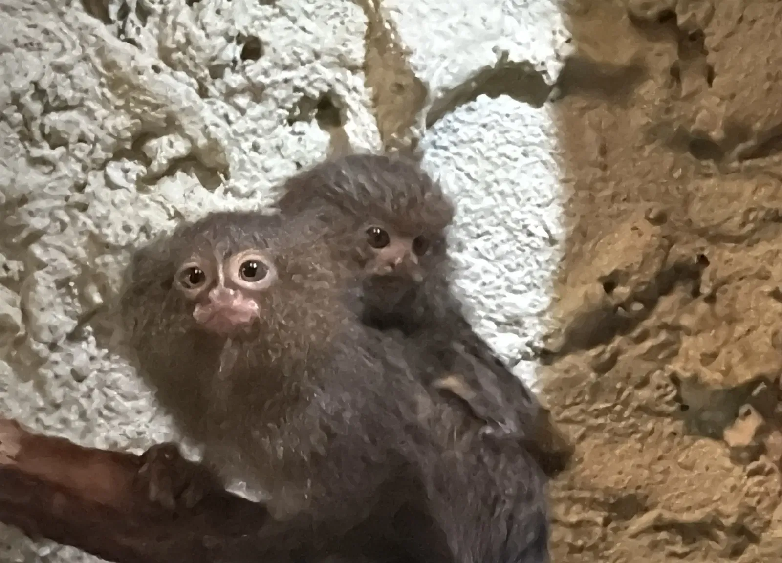 Tropenzoo Bansin • Lothar