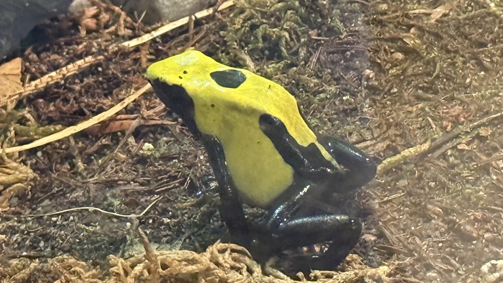 Tropenzoo Bansin • Lothar