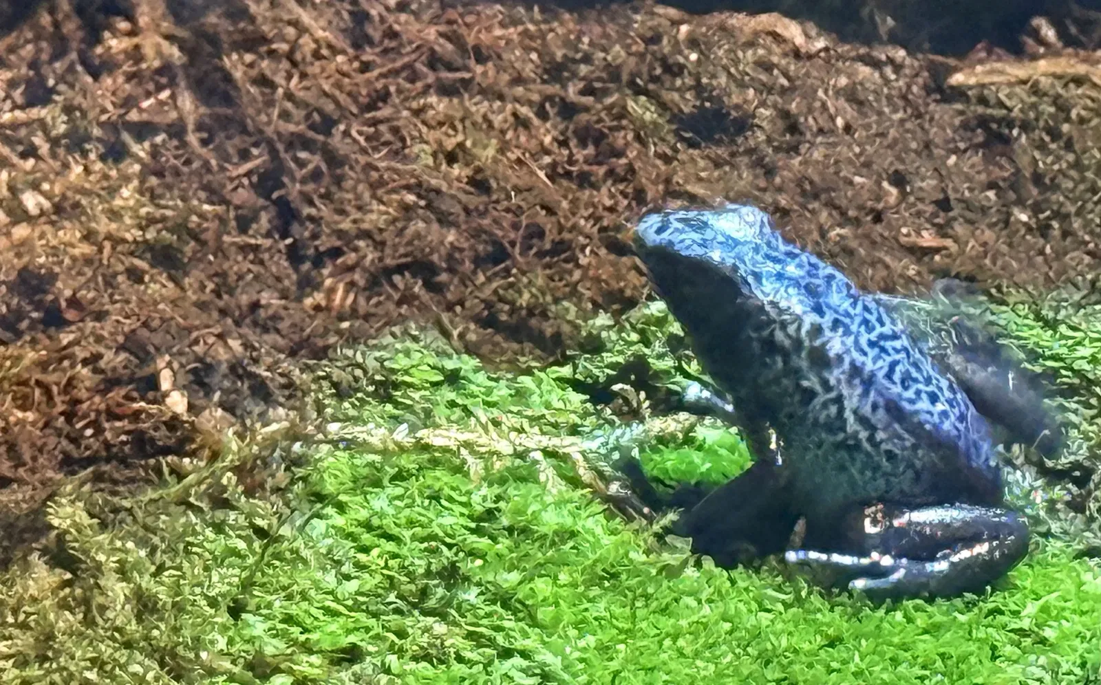 Tropenzoo Bansin • Lothar