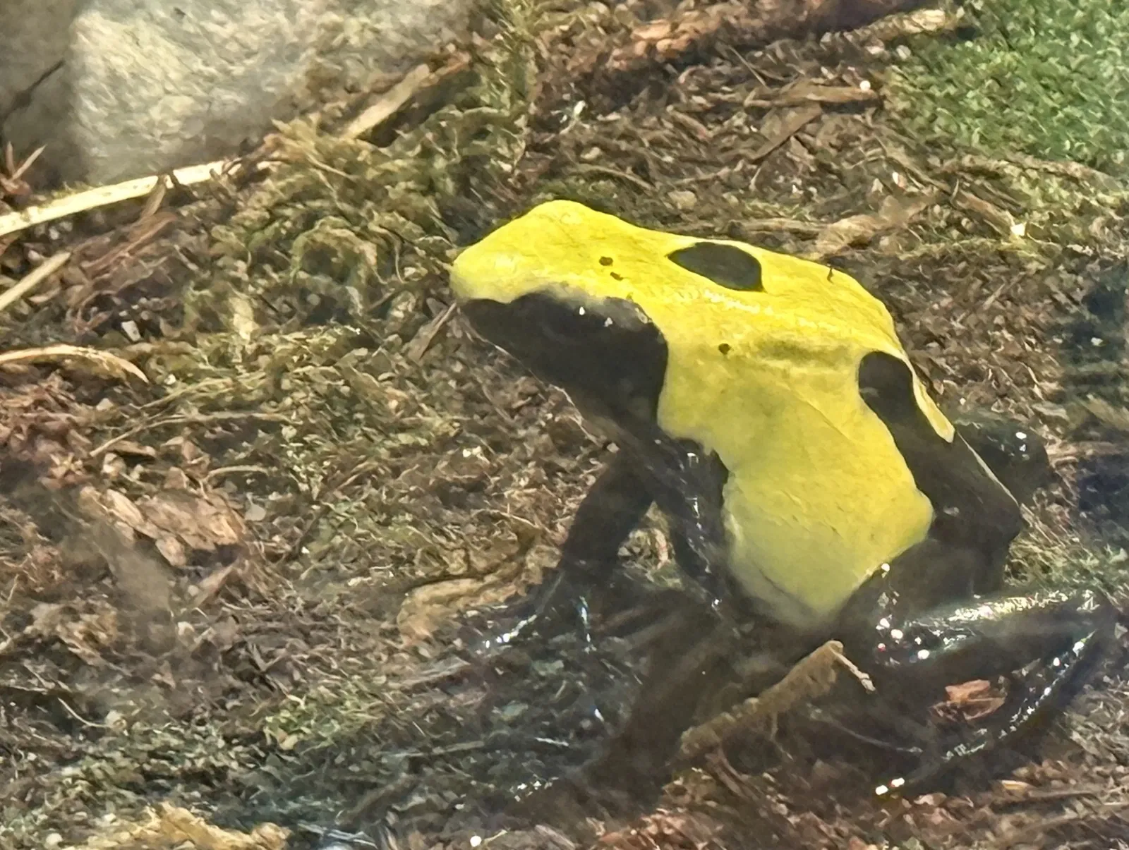 Tropenzoo Bansin • Lothar