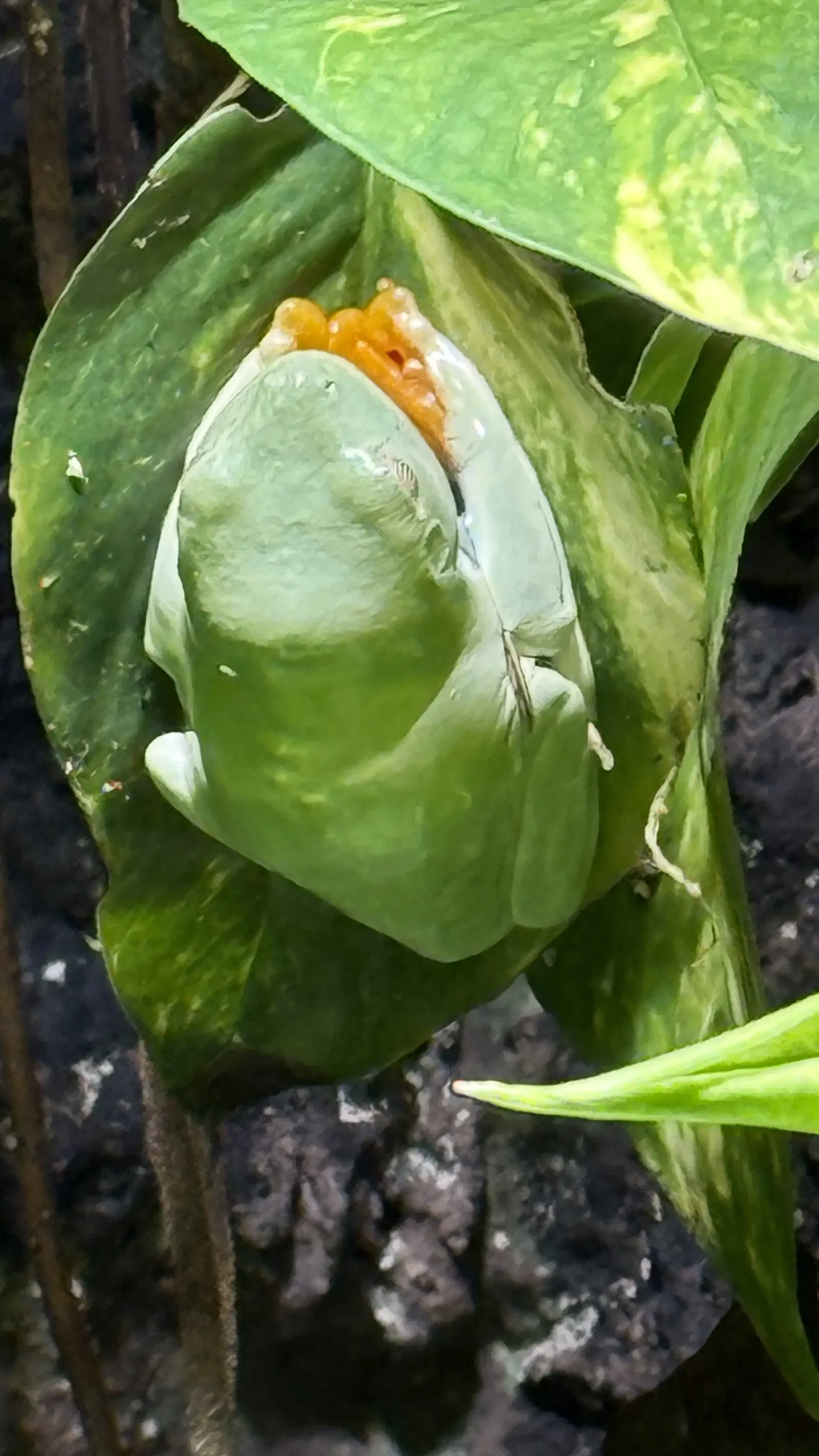 Tropenzoo Bansin • Lothar