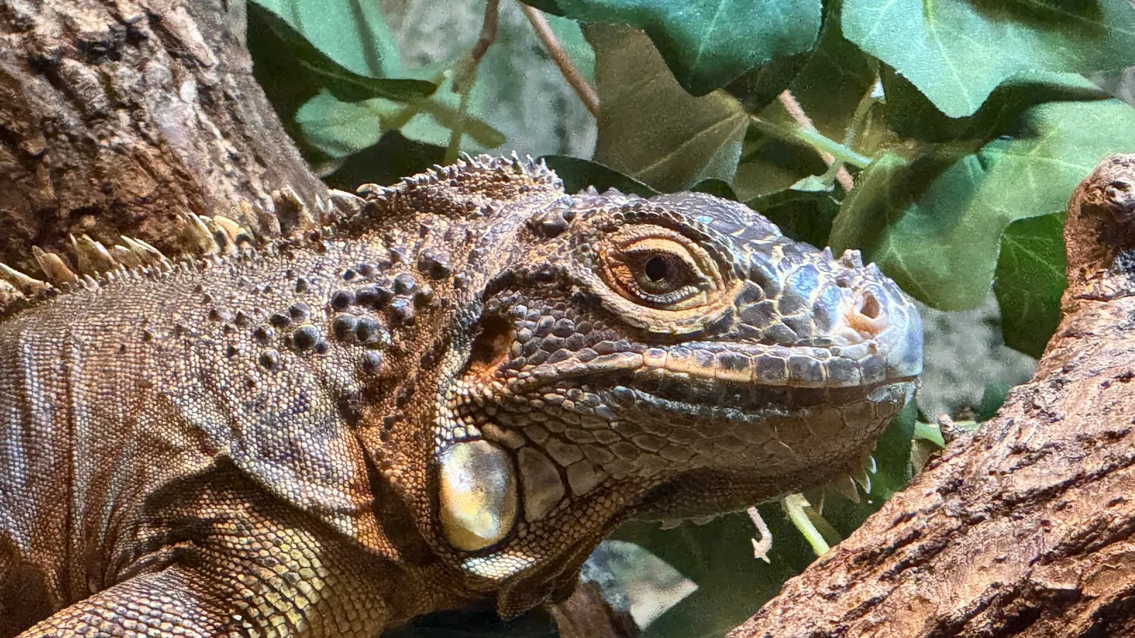 Tropenzoo Bansin • Lothar