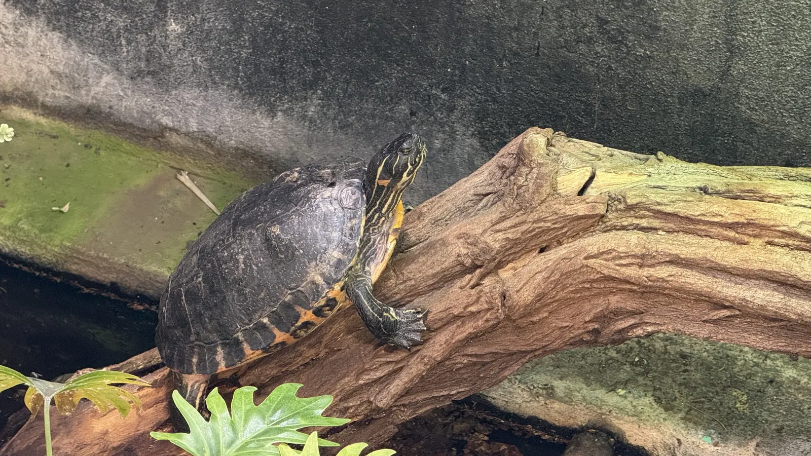 Tropenzoo Bansin • Lothar