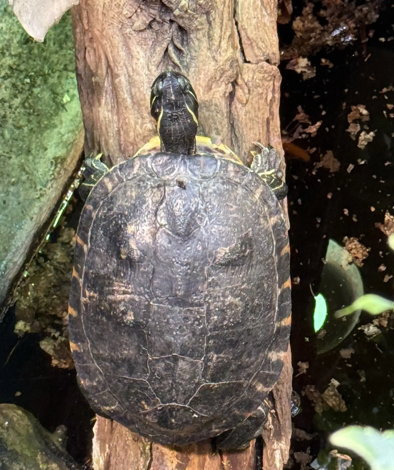 Tropenzoo Bansin • Lothar