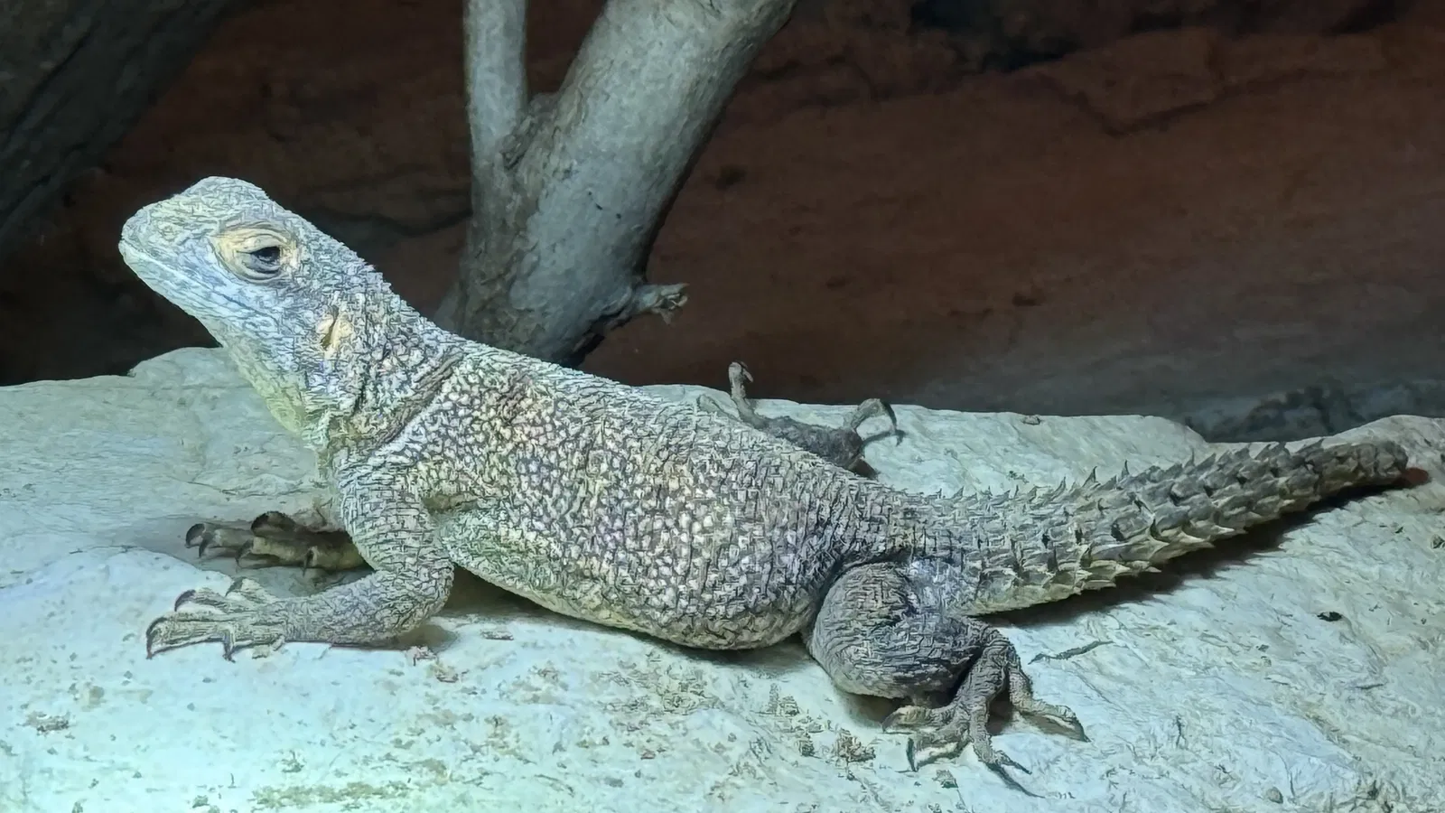 Tropenzoo Bansin • Lothar