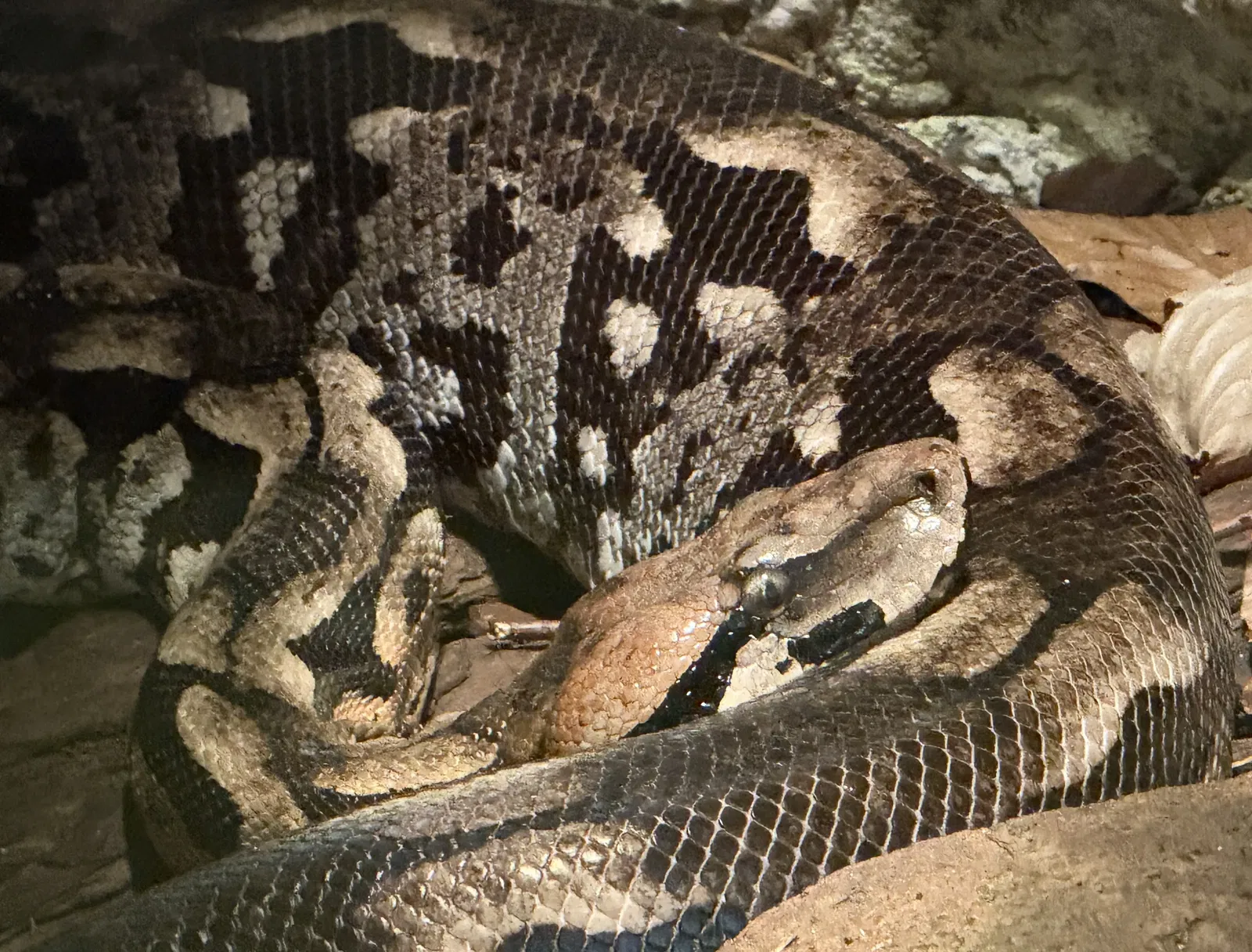 Tropenzoo Bansin • Lothar