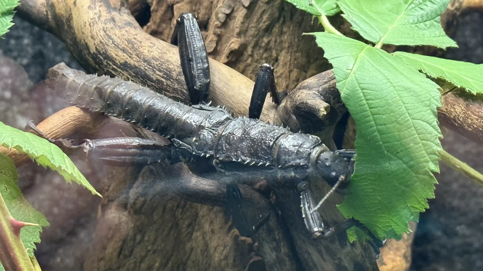 Tropenzoo Bansin • Lothar