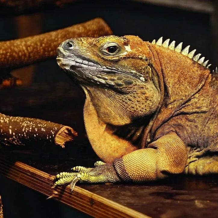 Il nuovo terrario