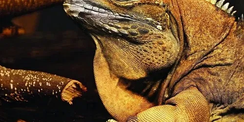 Il nuovo terrario