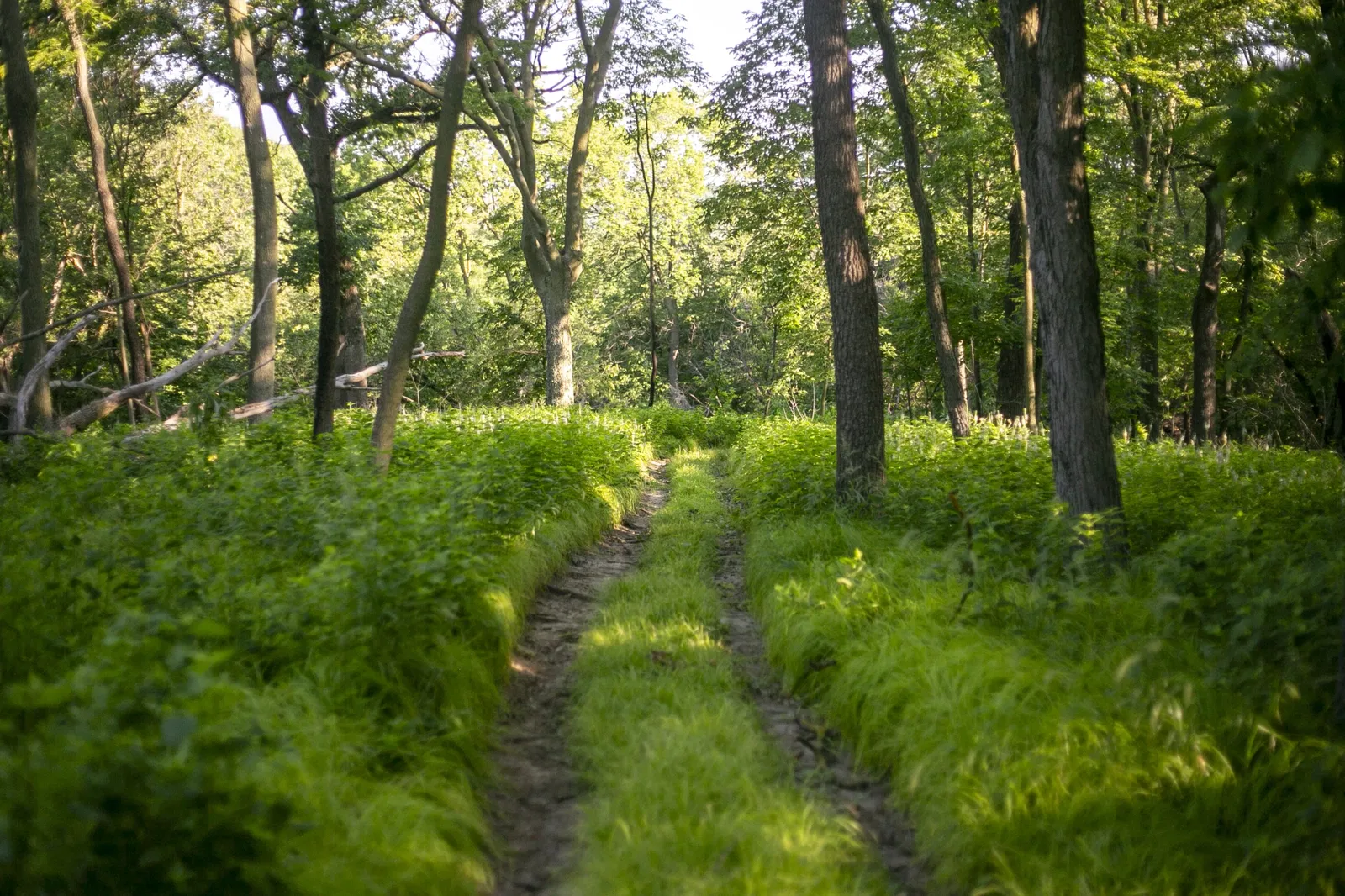 Fontenelle Forest Nature Center
