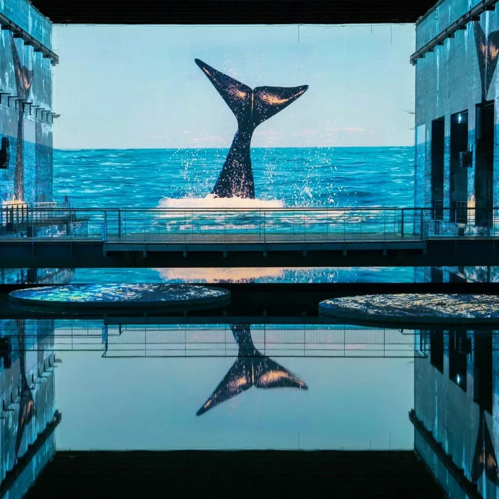 Oceaan: onderdompeling in de onderwaterwereld