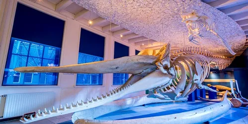 Mosasaurus - De schrik van de zee