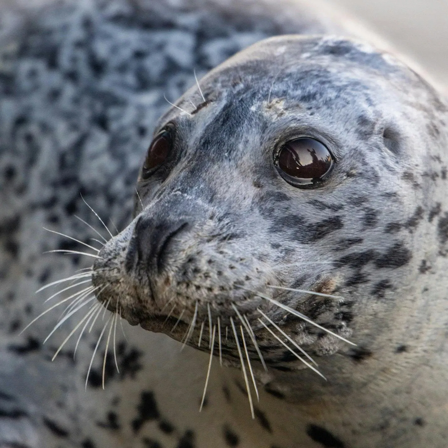Harbor Seals