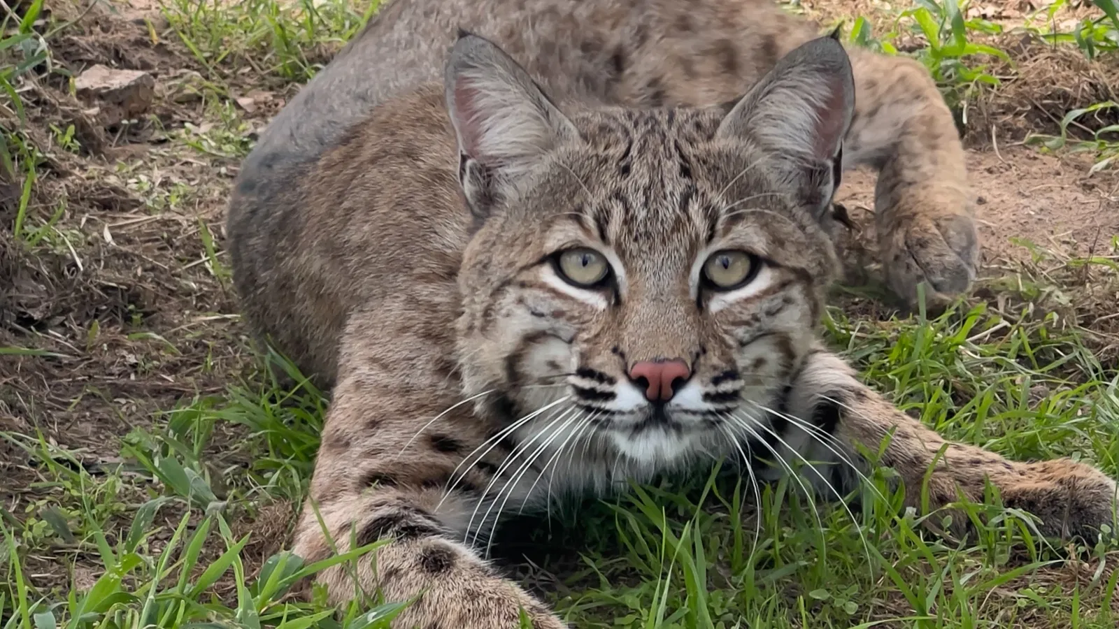 Turpentine Creek Wildlife Refuge
