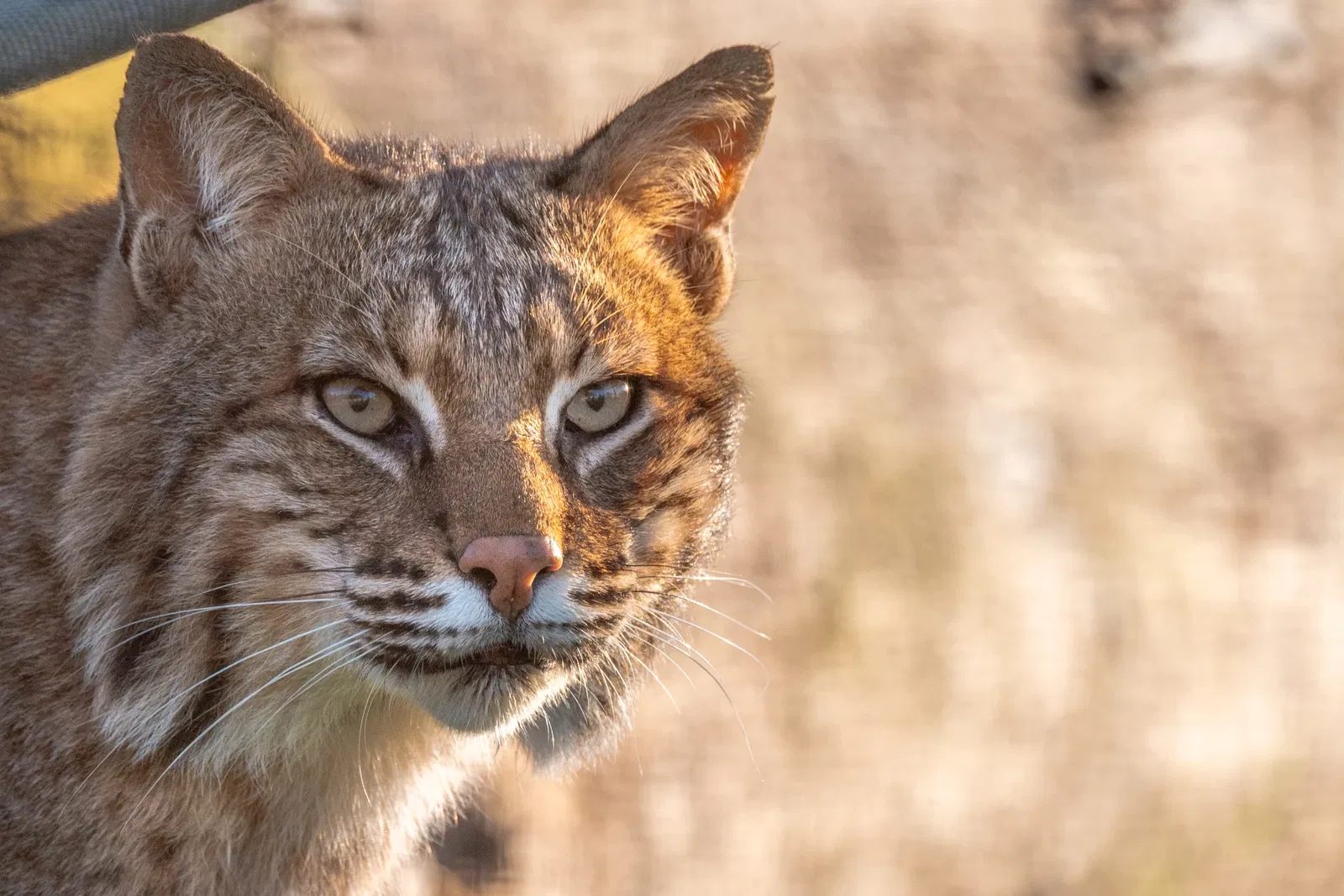 Turpentine Creek Wildlife Refuge