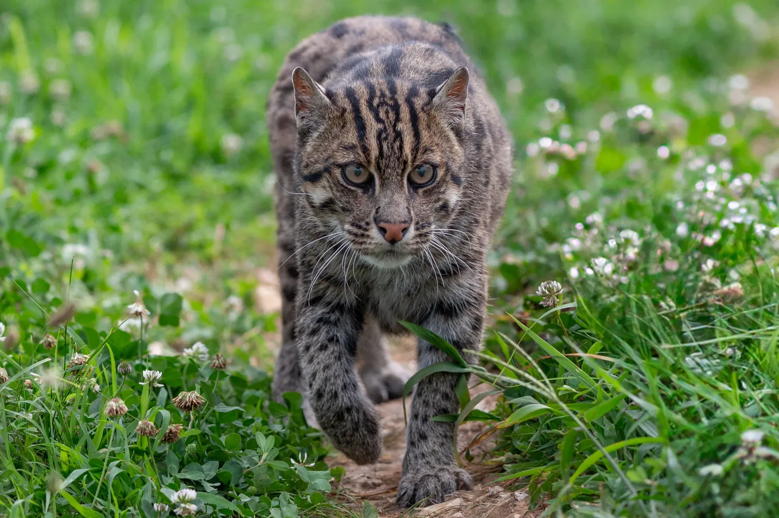 Turpentine Creek Wildlife Refuge