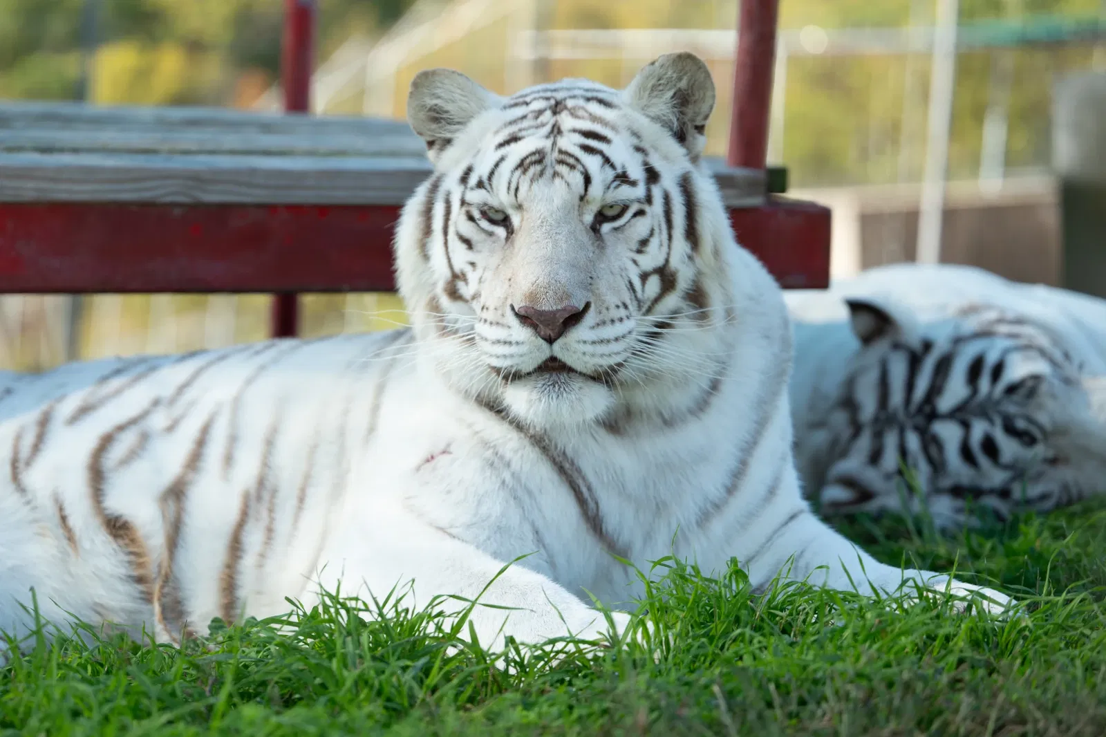 Turpentine Creek Wildlife Refuge