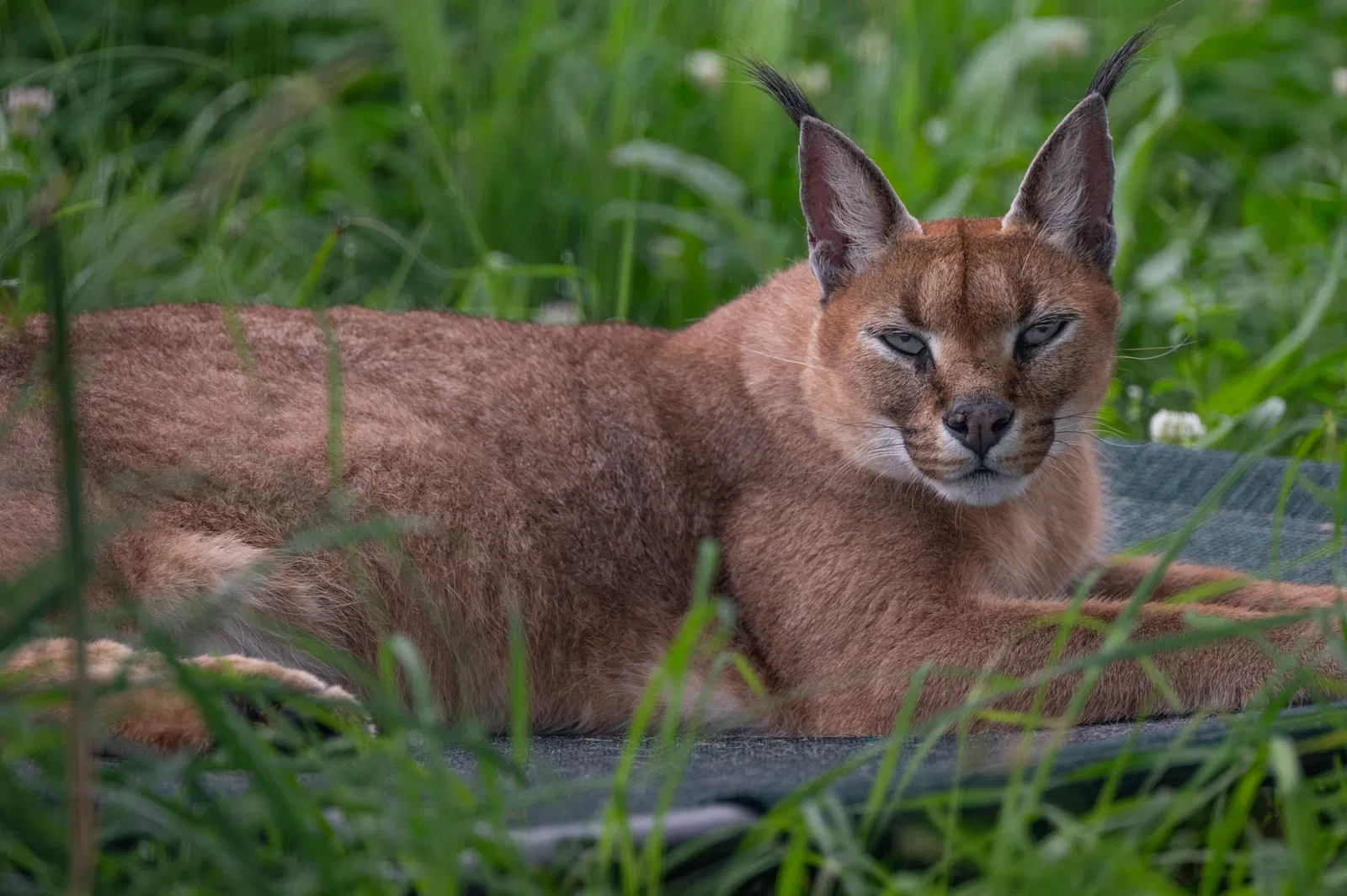 Turpentine Creek Wildlife Refuge
