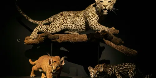 Feroce! La storia dei gatti